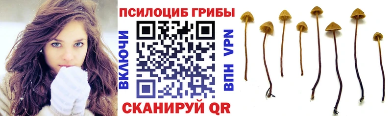 Псилоцибиновые грибы Psilocybe Кондрово